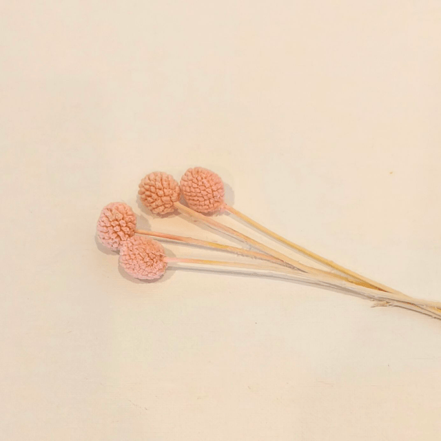 Craspédie stabilisée – Tige décorative naturelle pour bouquets, couronnes et déco florale