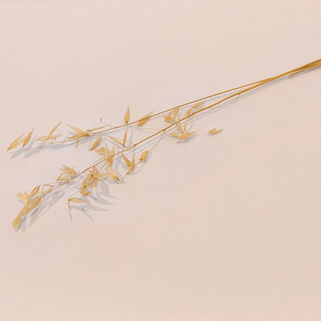 Avoine sauvage séchée – Herbe naturelle pour bouquets secs et décoration florale champêtre