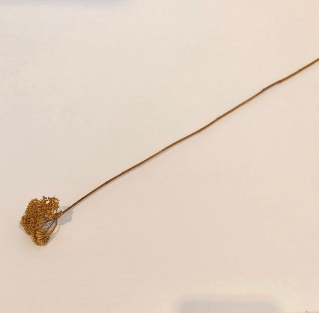 Achillée séchée – Fleur plate et naturelle pour compositions florales champêtres et texturées