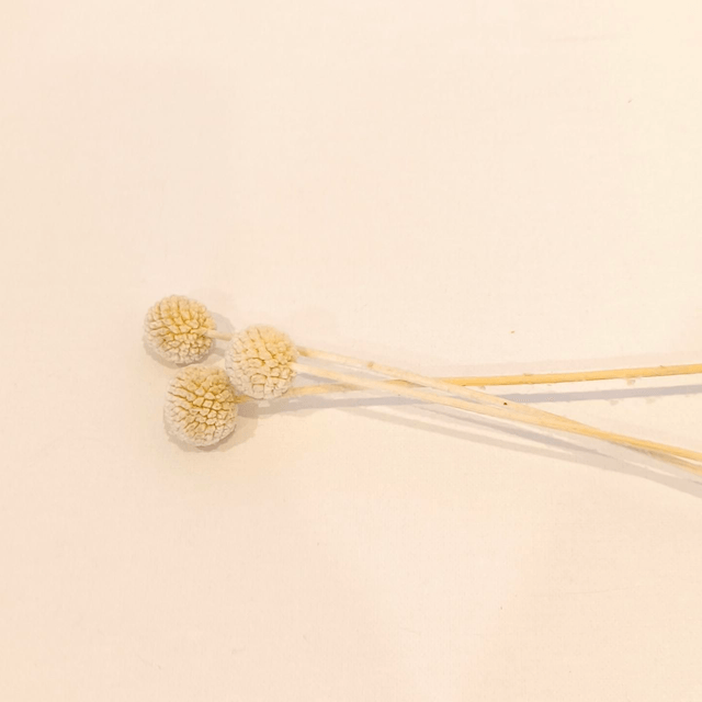 Craspédie stabilisée – Tige décorative naturelle pour bouquets, couronnes et déco florale