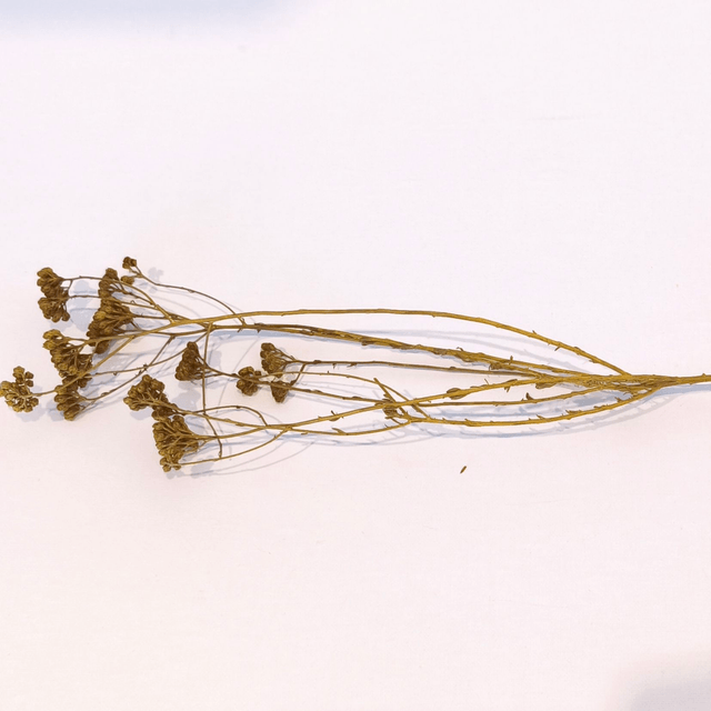 Achillée stabilisée – Fleur plate et texturée pour compositions florales naturelles et durables