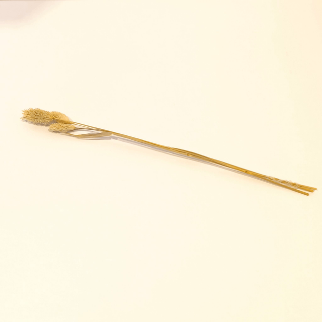 Phalaris séché – Épis naturels décoratifs pour bouquets secs et compositions florales texturées
