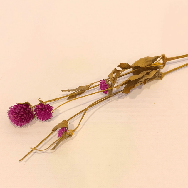 Gomphrena séché – Fleur naturelle ronde et texturée pour bouquets secs et déco florale originale