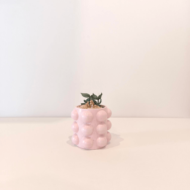 ✨ Bougie artisanale "Bulbeuse" en cire de soja – fleurs séchées & contenant fait main ✨