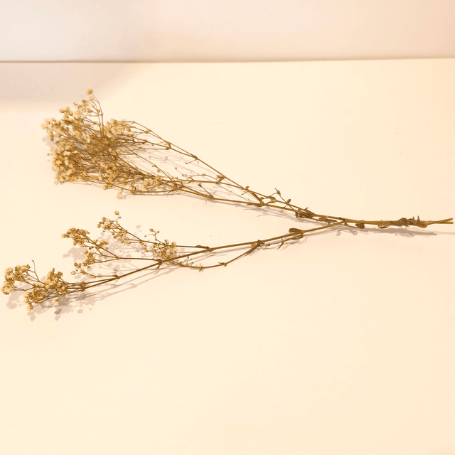 Gypsophile stabilisé – Fleur légère et naturelle pour bouquets, déco florale et mariages
