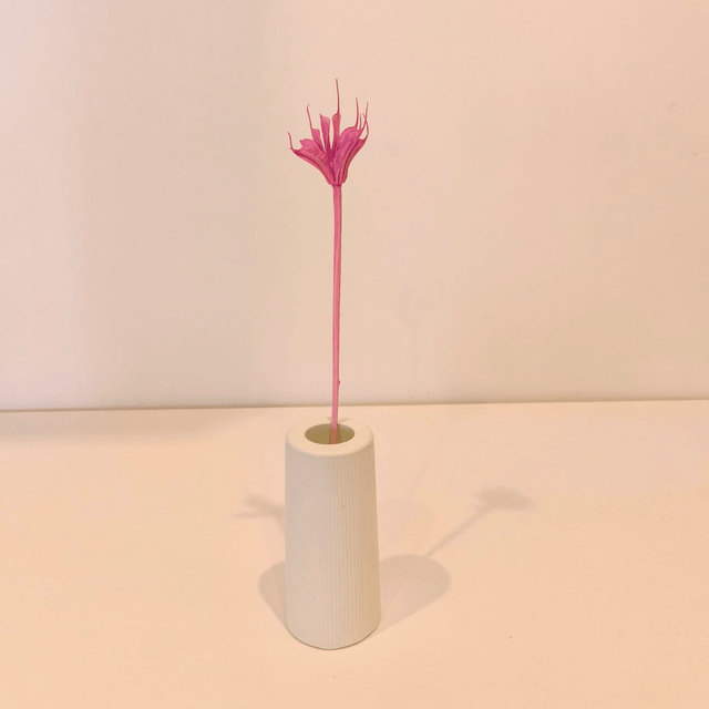 Nigelle orientale séchée – Fleur graphique pour bouquets secs, déco naturelle et compositions florales