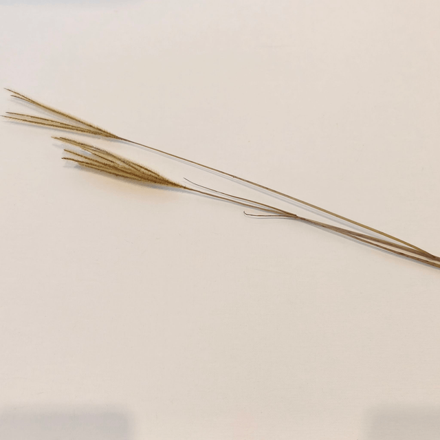 Herbe Ouro séchée – Herbe fine et légère pour compositions florales naturelles et aériennes