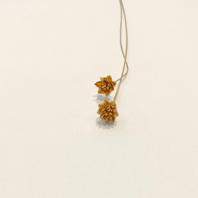 Hill Flower séché – Petite fleur texturée pour bouquets secs et compositions florales naturelles