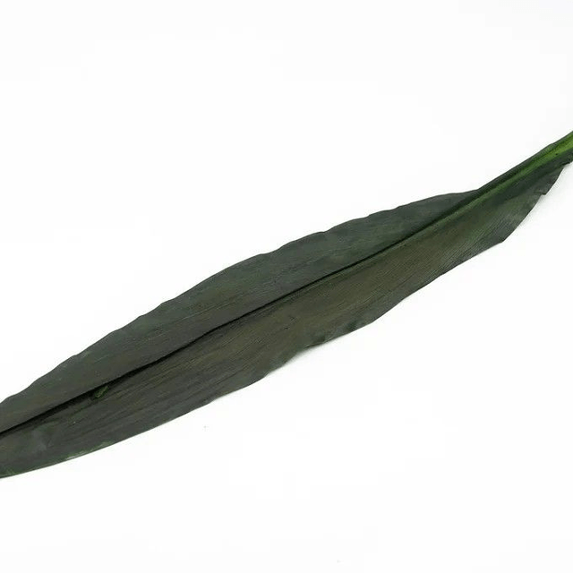 Aspidistra stabilisée – Feuille naturelle longue pour compositions florales élégantes et modernes