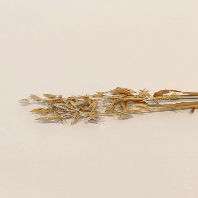 Avoine sauvage séchée – Herbe naturelle pour bouquets secs et décoration florale champêtre