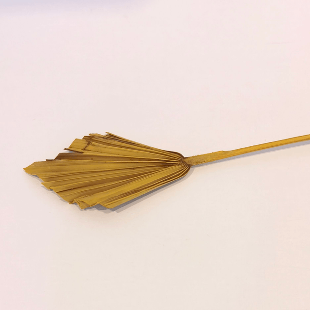Palm Spear séché – Feuille de palmier naturelle en éventail pour bouquets secs et déco tendance
