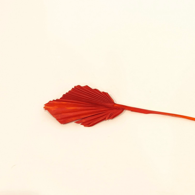 Palm Spear mini séché – Fleur éventail naturelle pour bouquets secs et déco florale bohème