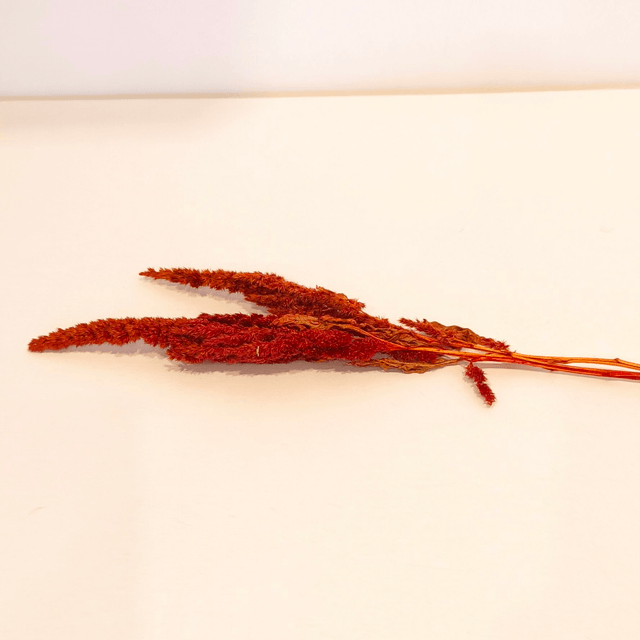 Amarante tigée séchée – Fleur naturelle droite pour bouquets secs et déco florale texturée