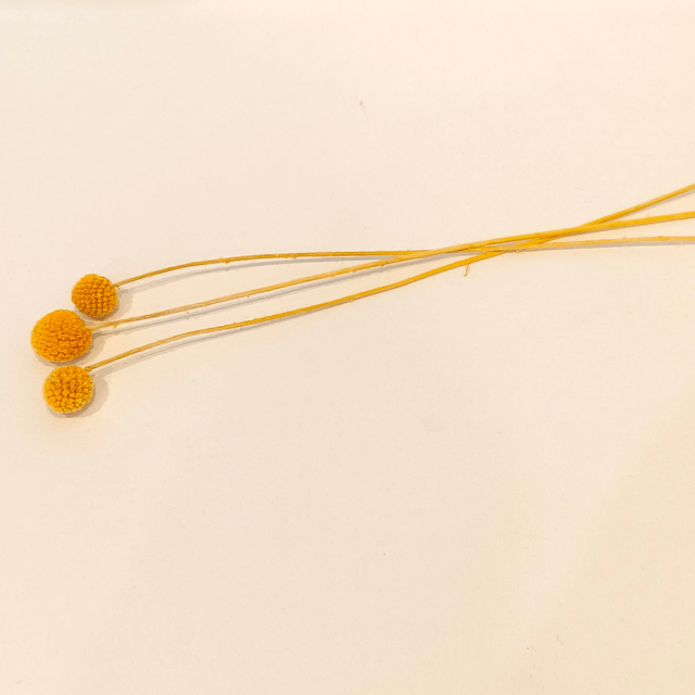 Craspédie stabilisée – Tige décorative naturelle pour bouquets, couronnes et déco florale