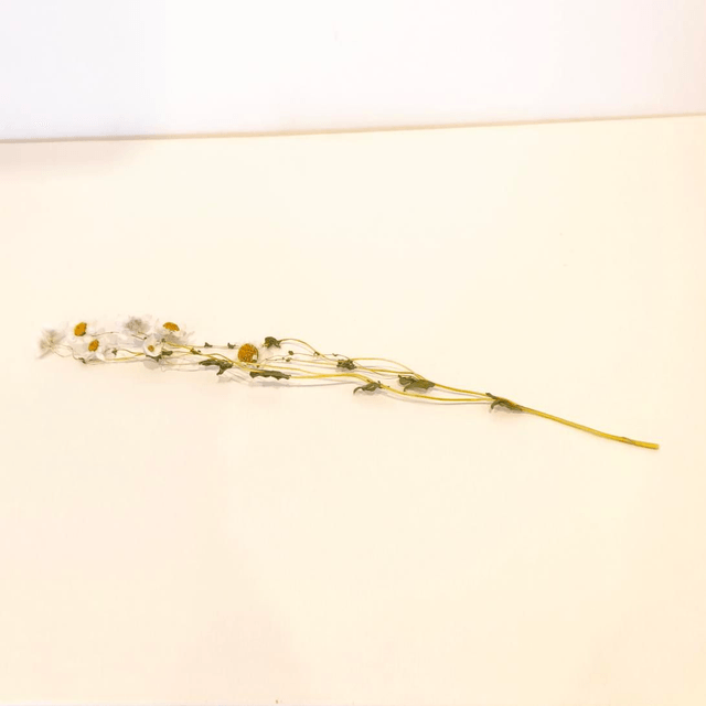 Marguerite séchée – Fleur naturelle pour bouquets champêtres, couronnes et déco florale