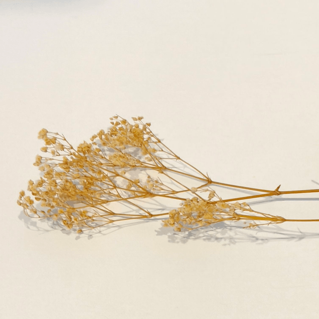 Gypsophile stabilisé – Fleur légère et naturelle pour bouquets, déco florale et mariages