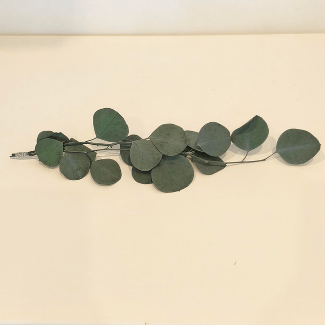 Eucalyptus populus stabilisé – Feuillage naturel pour bouquets, couronnes et déco florale durable