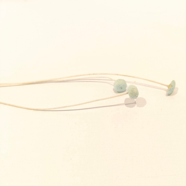 Botao stabilisé – Fleur graphique naturelle pour bouquets, couronnes et déco florale durable