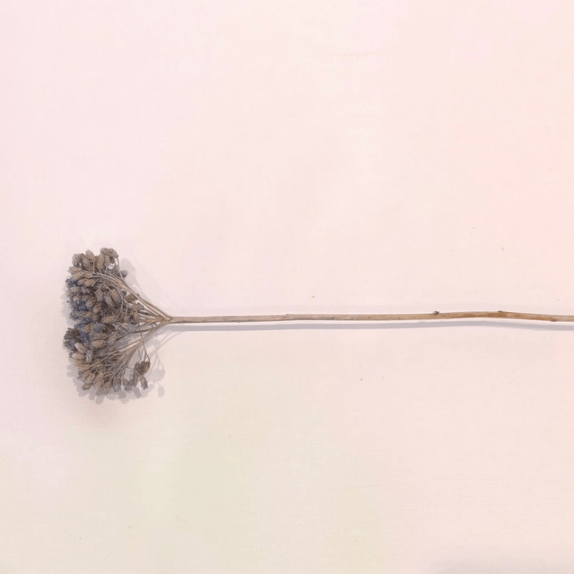 Achillée séchée – Fleur plate et naturelle pour compositions florales champêtres et texturées