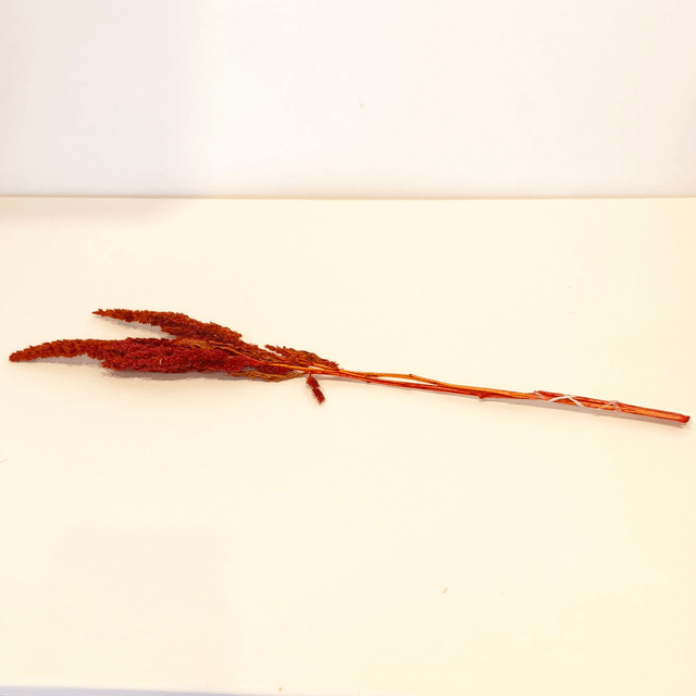 Amarante tigée séchée – Fleur naturelle droite pour bouquets secs et déco florale texturée