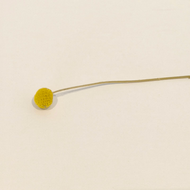 Craspédie séchée – Fleur boule naturelle pour compositions florales graphiques et originales