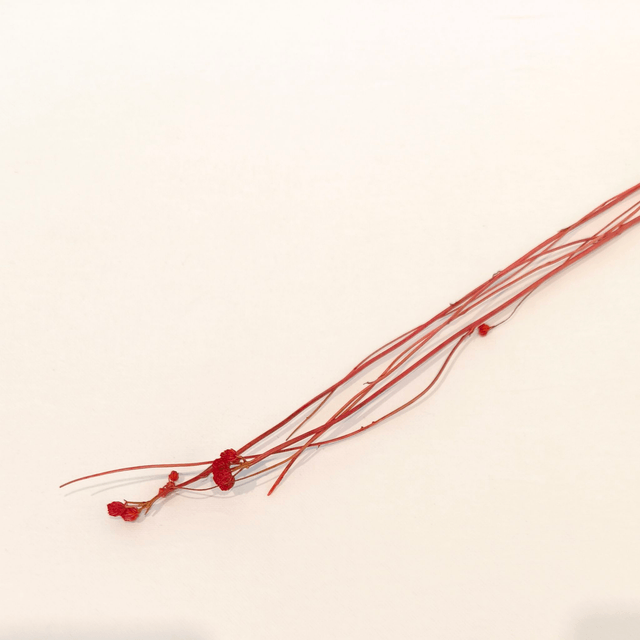 Lona séché – Fleur fine et texturée pour compositions florales délicates et naturelles