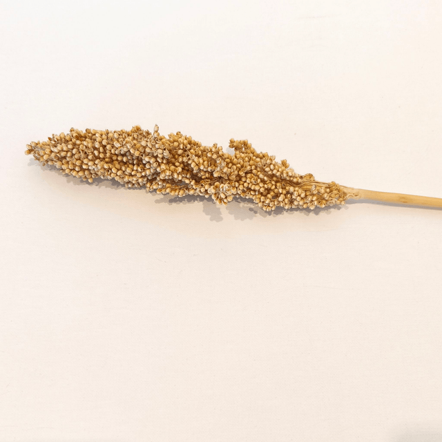 Sorgho sec – Grande tige naturelle pour bouquets secs et compositions florales structurées