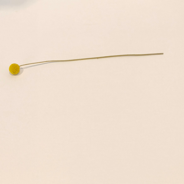 Craspédie séchée – Fleur boule naturelle pour compositions florales graphiques et originales