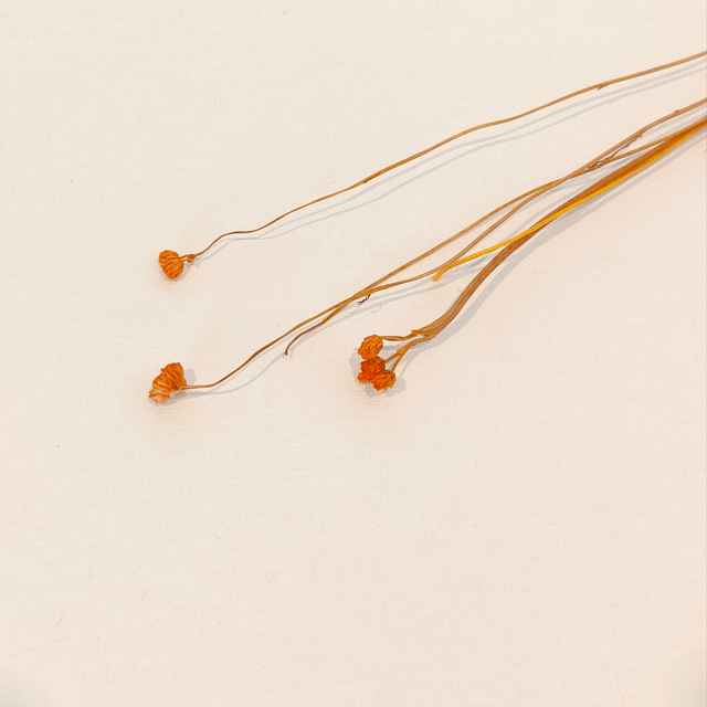 Lona séché – Fleur fine et texturée pour compositions florales délicates et naturelles