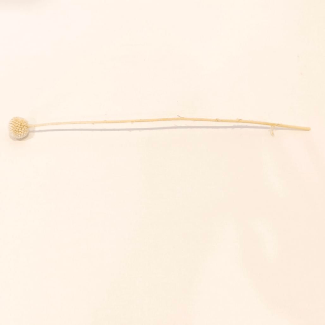 Craspédie stabilisée – Tige décorative naturelle pour bouquets, couronnes et déco florale