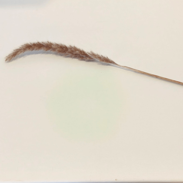 Herbe de la Pampa séchée – Tige naturelle plumeuse pour bouquets secs et déco tendance