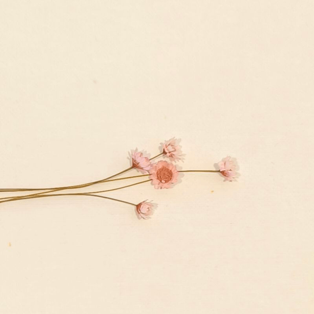 Glixia séché – Fleur fine et délicate pour bouquets, couronnes et déco florale naturelle