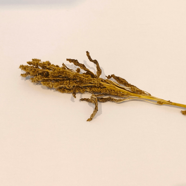 Amarante tigée séchée – Fleur naturelle droite pour bouquets secs et déco florale texturée