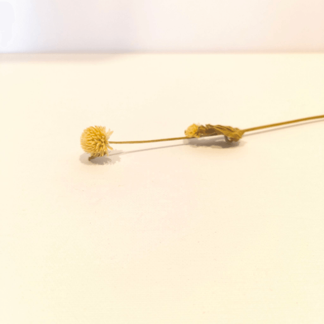 Gomphrena séché – Fleur naturelle ronde et texturée pour bouquets secs et déco florale originale