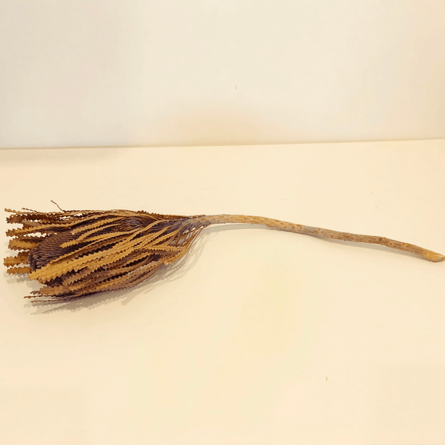 Banksia Hookerana séchée – Fleur naturelle exotique pour bouquets secs et déco florale originale