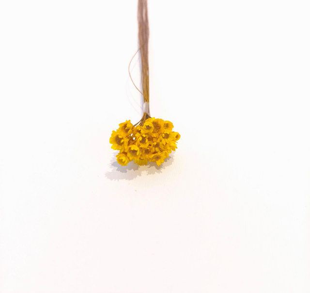 Glixia séché – Fleur fine et délicate pour bouquets, couronnes et déco florale naturelle
