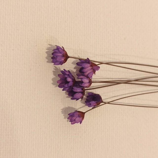 Glixia séché – Fleur fine et délicate pour bouquets, couronnes et déco florale naturelle