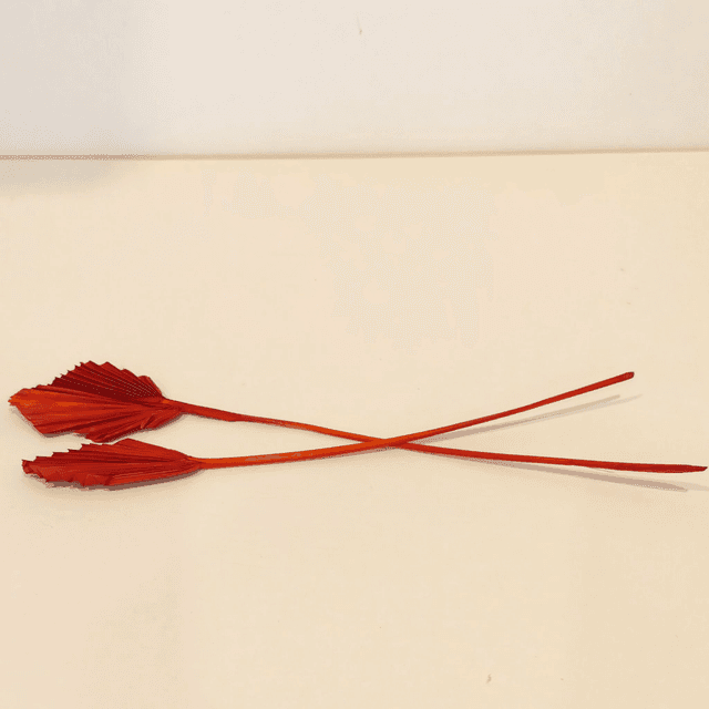 Palm Spear mini séché – Fleur éventail naturelle pour bouquets secs et déco florale bohème