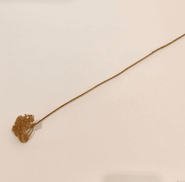 Achillée séchée – Fleur plate et naturelle pour compositions florales champêtres et texturées