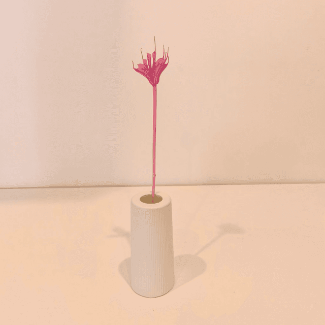 Nigelle orientale séchée – Fleur graphique pour bouquets secs, déco naturelle et compositions florales