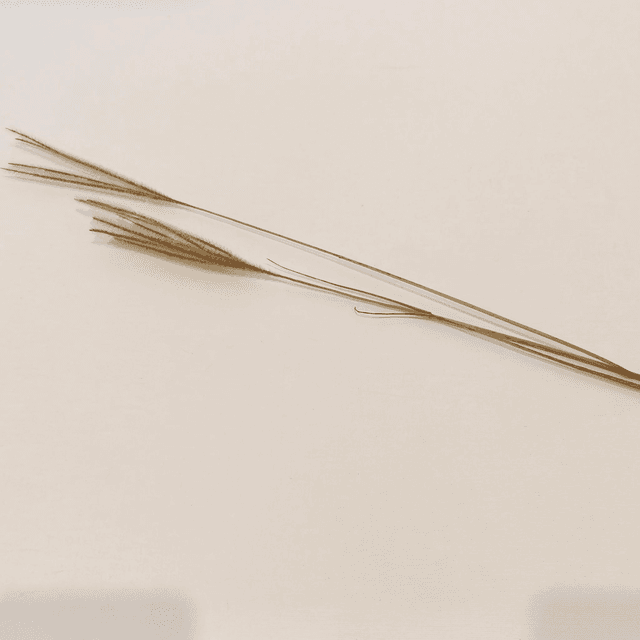 Herbe Ouro séchée – Herbe fine et légère pour compositions florales naturelles et aériennes