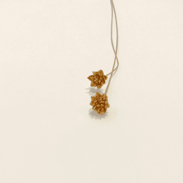 Hill Flower séché – Petite fleur texturée pour bouquets secs et compositions florales naturelles