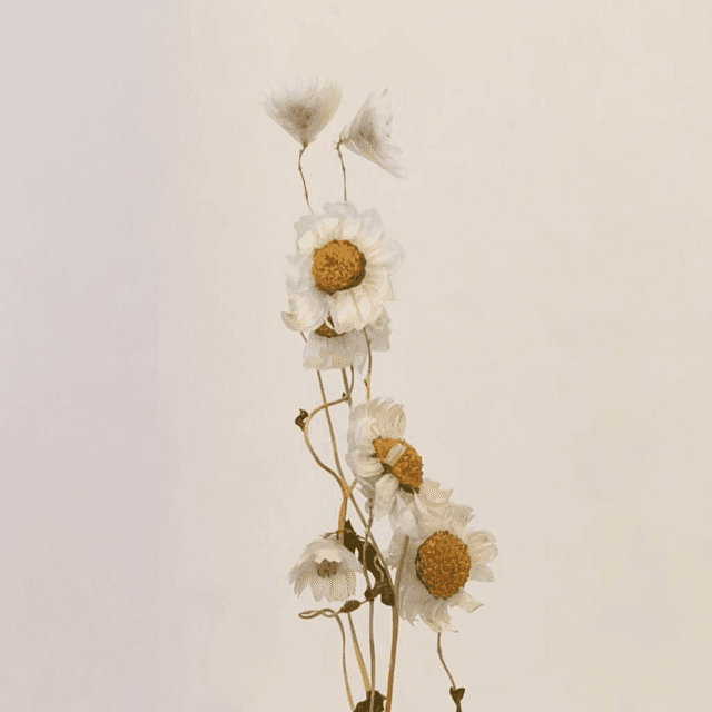 Marguerite séchée – Fleur naturelle pour bouquets champêtres, couronnes et déco florale