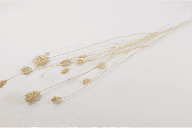 Fenouil séché – Herbe fine et structurée pour bouquets secs et compositions végétales naturelles