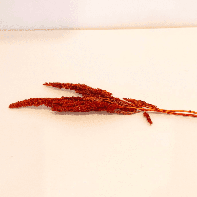 Amarante tigée séchée – Fleur naturelle droite pour bouquets secs et déco florale texturée