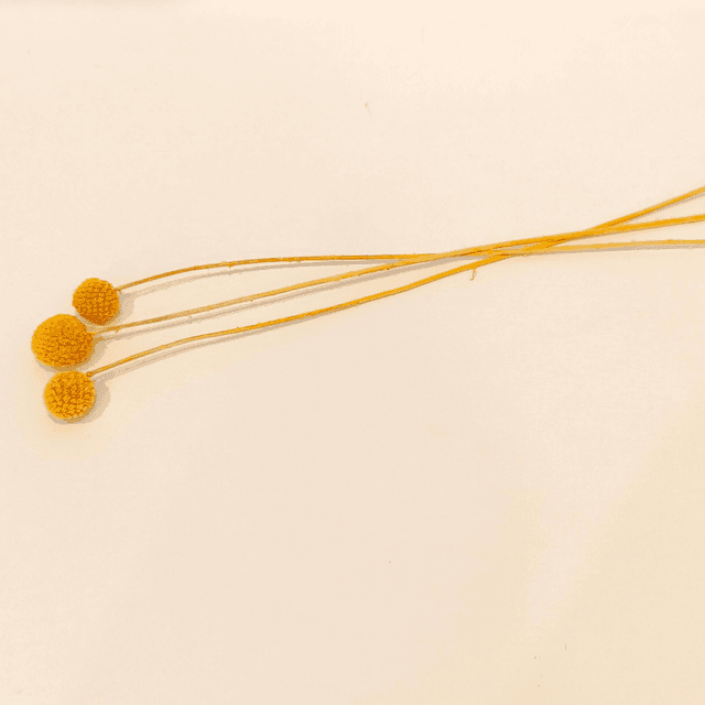 Craspédie stabilisée – Tige décorative naturelle pour bouquets, couronnes et déco florale