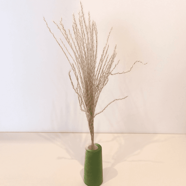 Mini Herbe à Pampa
