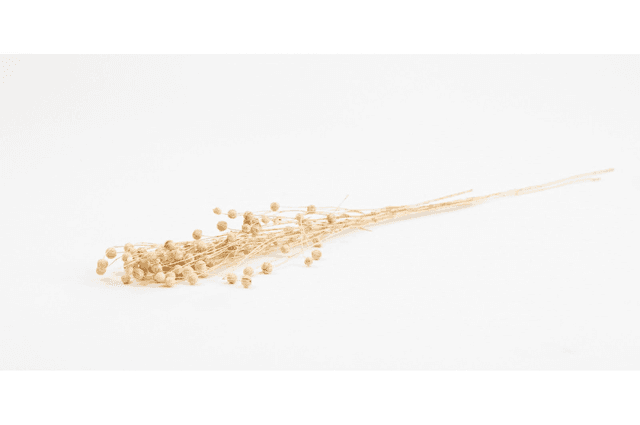 Lin séché – Tiges naturelles à capsules décoratives pour bouquets secs et compositions végétales