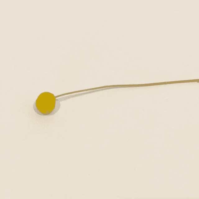 Craspédie séchée – Fleur boule naturelle pour compositions florales graphiques et originales