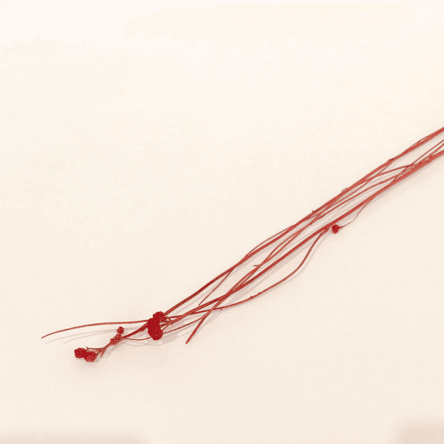 Lona séché – Fleur fine et texturée pour compositions florales délicates et naturelles